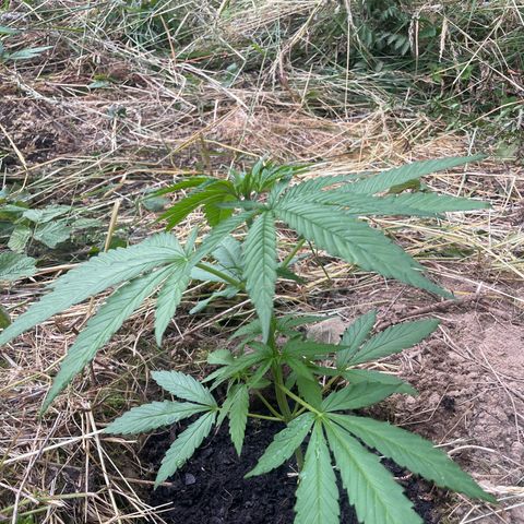 Gorilla Kreuz growlog timeline photo