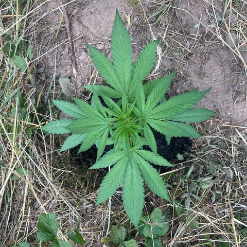 Gorilla Kreuz growlog timeline photo
