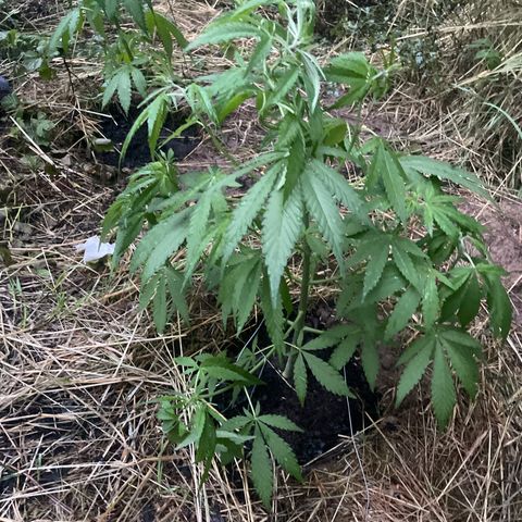 Bauernkraut  growlog timeline photo