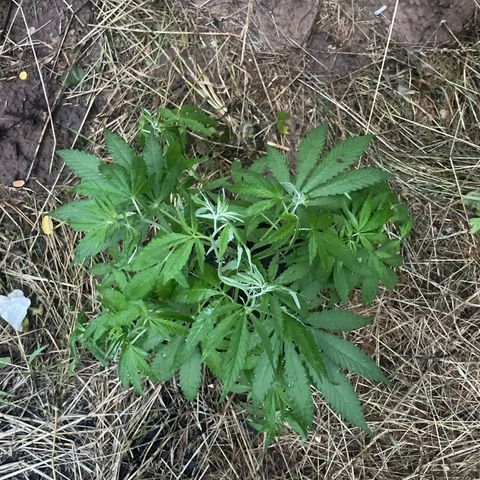 Bauernkraut  growlog timeline photo