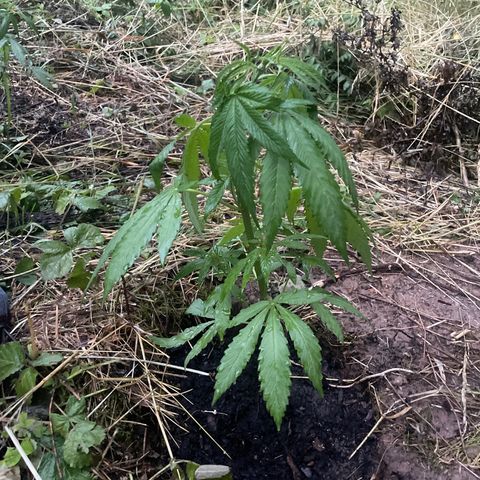 Gorilla Kreuz growlog timeline photo