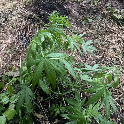 Gorilla #2 growlog timeline photo