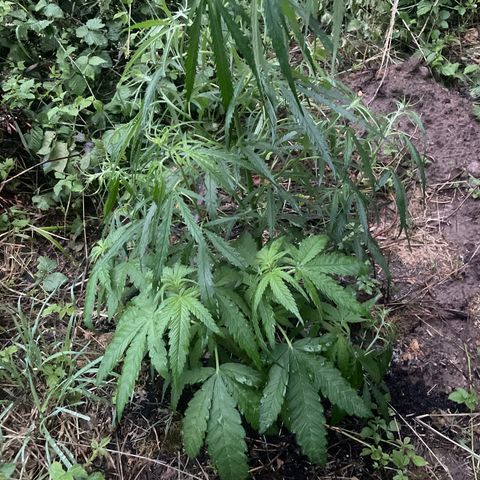 3??? growlog timeline photo