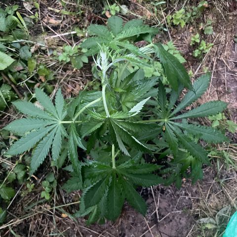 Gorilla #1 growlog timeline photo