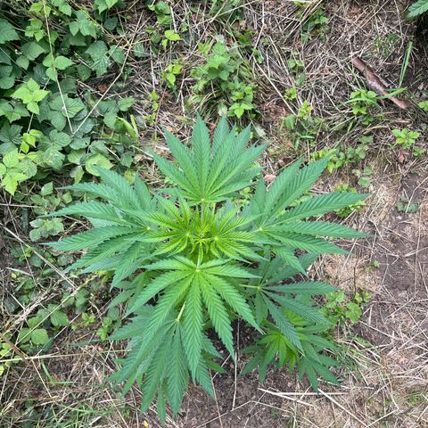 Gorilla #1 growlog timeline photo