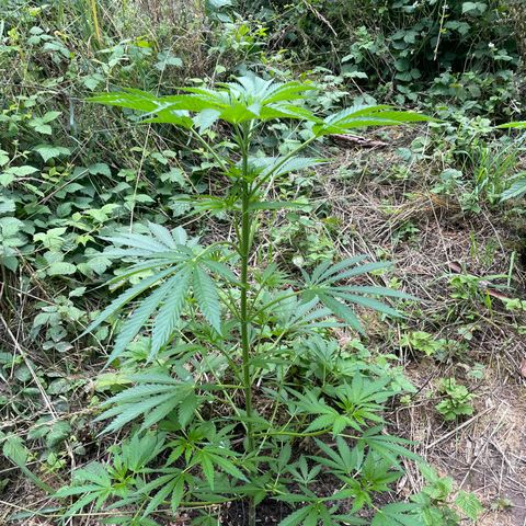 Gorilla #1 growlog timeline photo
