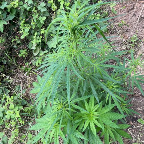 3??? growlog timeline photo