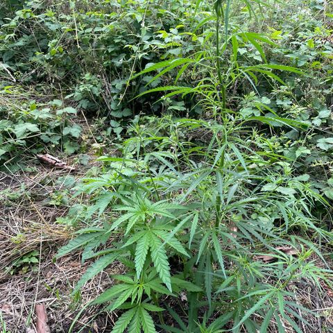3??? growlog timeline photo