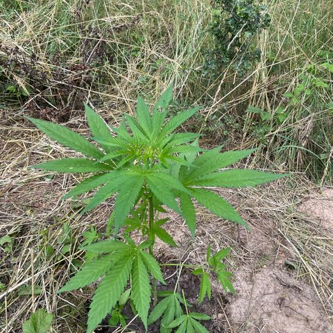 Gorilla Kreuz growlog timeline photo