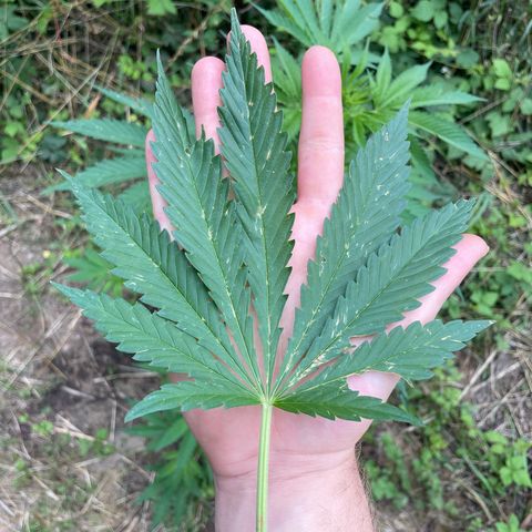 Gorilla #1 growlog timeline photo
