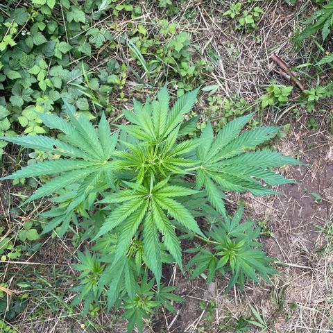 Gorilla #1 growlog timeline photo