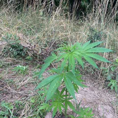Gorilla Kreuz growlog timeline photo