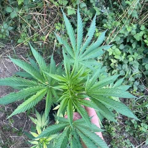 Gorilla #1 growlog timeline photo