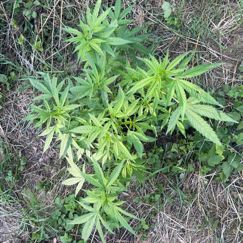 Gorilla #2 growlog timeline photo