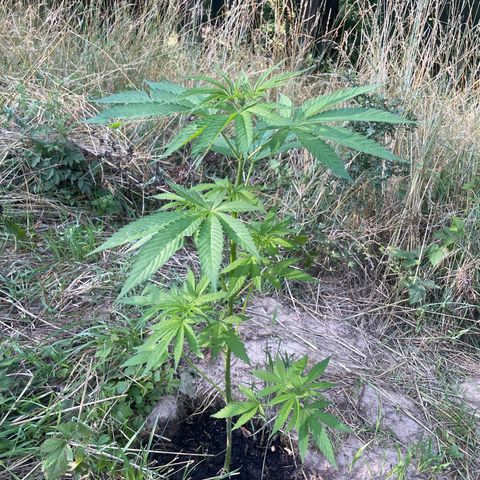 Gorilla Kreuz growlog timeline photo