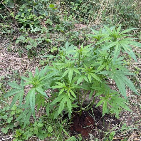 Gorilla #2 growlog timeline photo