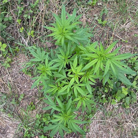 Gorilla #2 growlog timeline photo