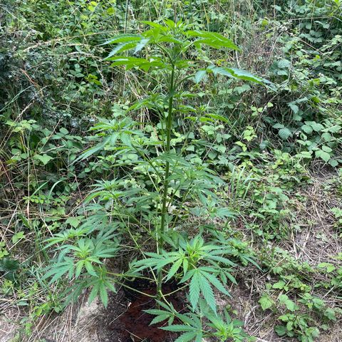Gorilla #1 growlog timeline photo