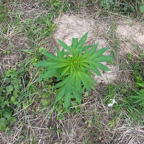Gorilla Kreuz growlog timeline photo