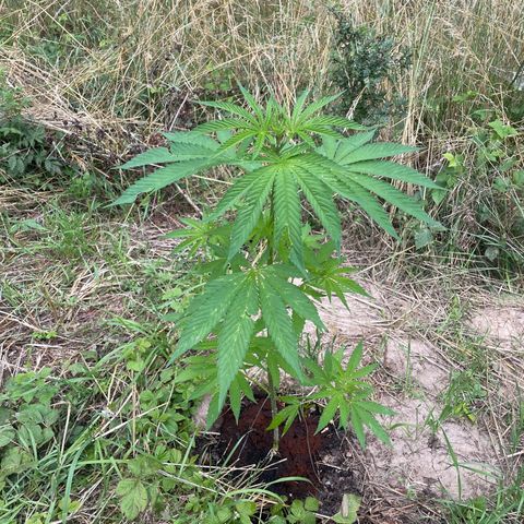 Gorilla Kreuz growlog timeline photo