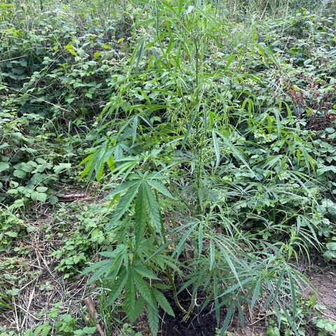 3??? growlog timeline photo
