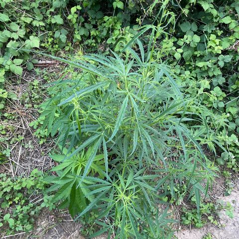 3??? growlog timeline photo