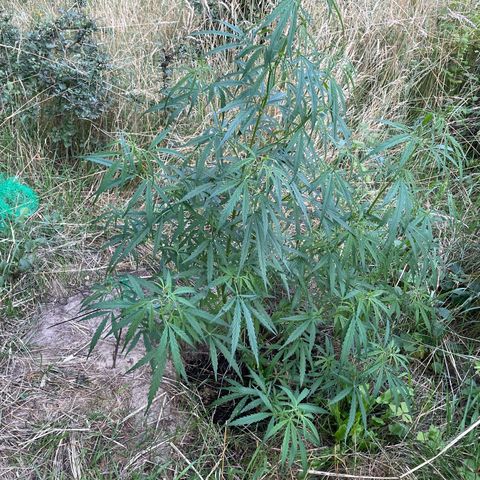 Lemon o grape growlog timeline photo