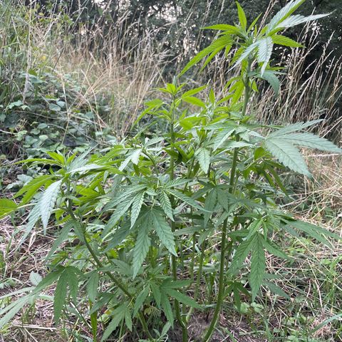 Gorilla #2 growlog timeline photo