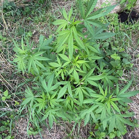Gorilla #2 growlog timeline photo