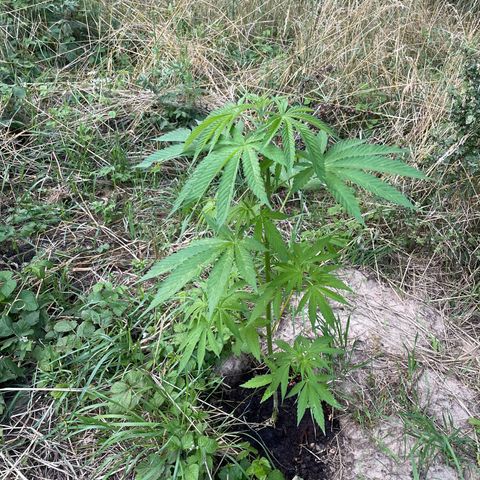 Gorilla Kreuz growlog timeline photo