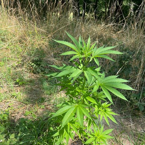 Gorilla Kreuz growlog timeline photo