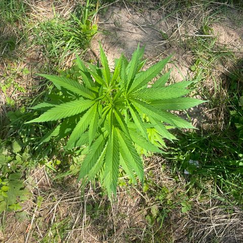 Gorilla Kreuz growlog timeline photo