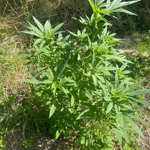Gorilla #2 growlog timeline photo
