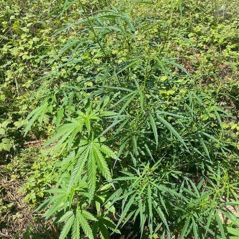 3??? growlog timeline photo
