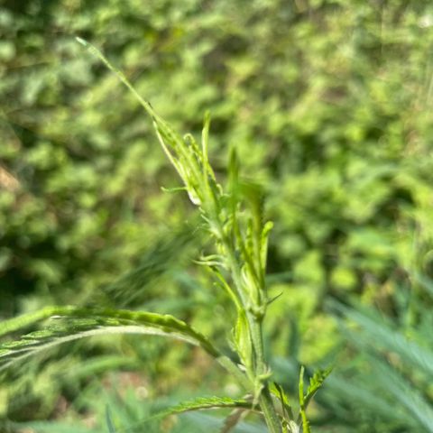 3??? growlog timeline photo