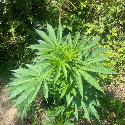 Gorilla #1 growlog timeline photo