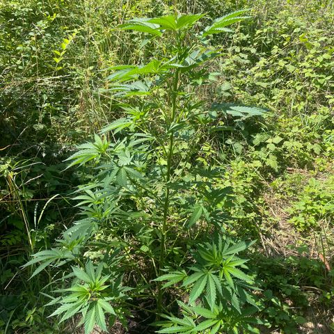 Gorilla #1 growlog timeline photo