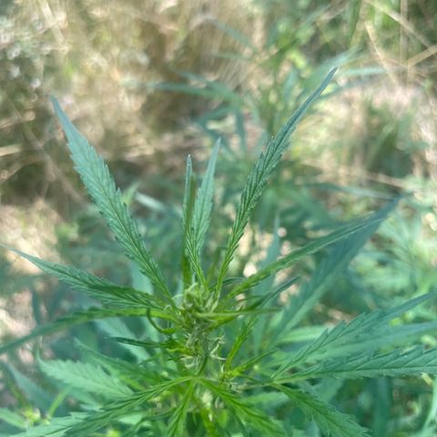 Lemon o grape growlog timeline photo