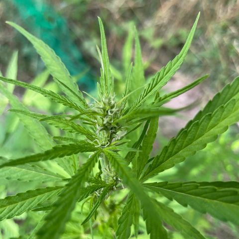 Bauernkraut  growlog timeline photo