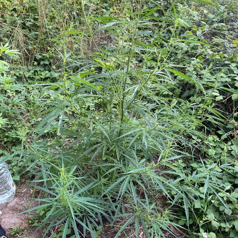3??? growlog timeline photo