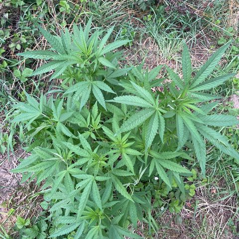 Gorilla #2 growlog timeline photo