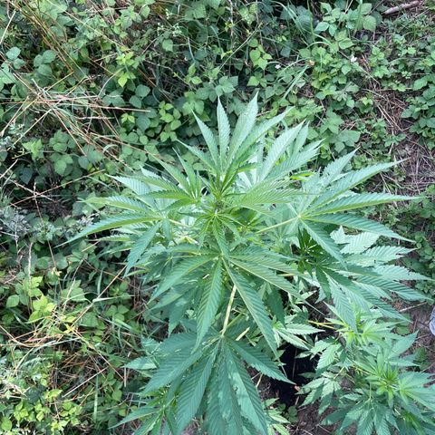 Gorilla #1 growlog timeline photo