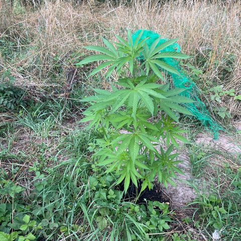 Gorilla Kreuz growlog timeline photo