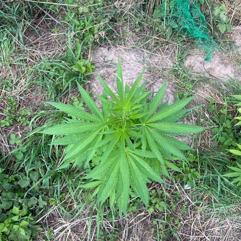 Gorilla Kreuz growlog timeline photo