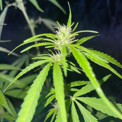 Bauernkraut  growlog timeline photo