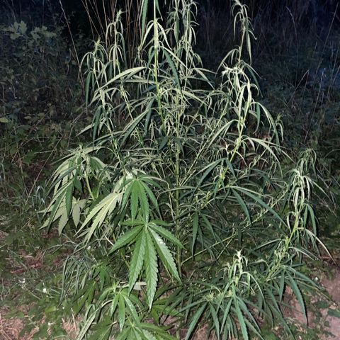3??? growlog timeline photo