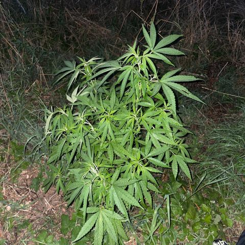 Gorilla #2 growlog timeline photo
