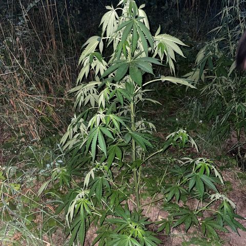 Gorilla #1 growlog timeline photo