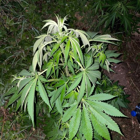Gorilla #1 growlog timeline photo