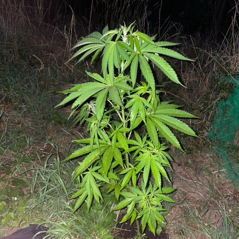 Gorilla Kreuz growlog timeline photo